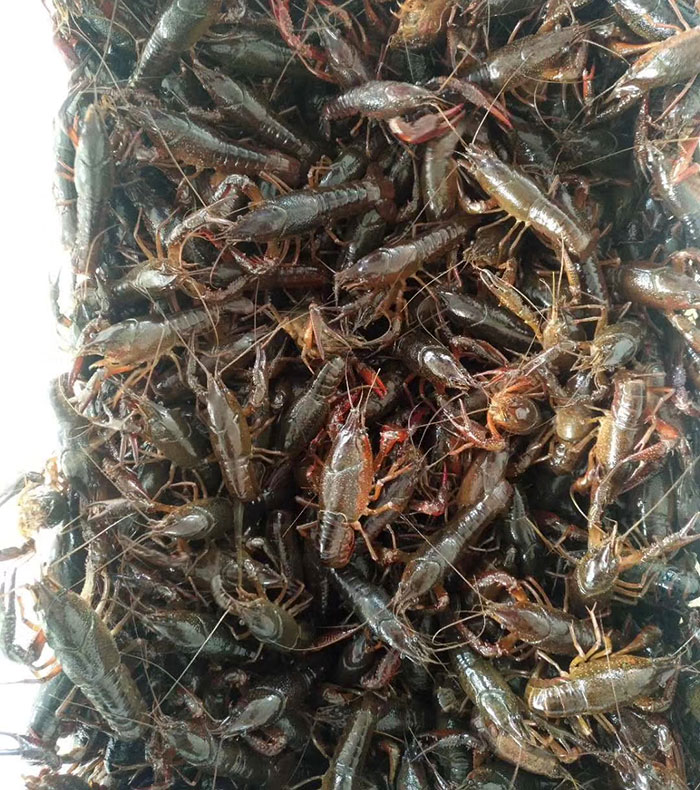 北京小龙虾